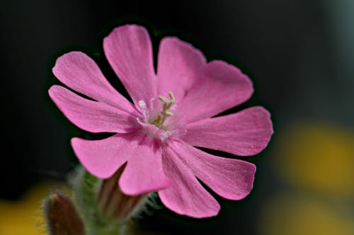 Wiesenblume