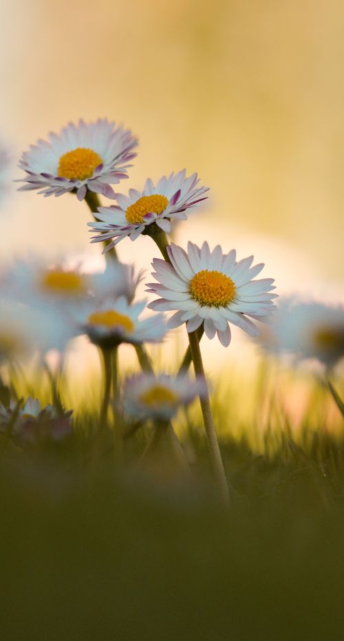 Free Elegant daisies blooming in a lush green meadow during springtime, captured with selective focus. Stock Photo