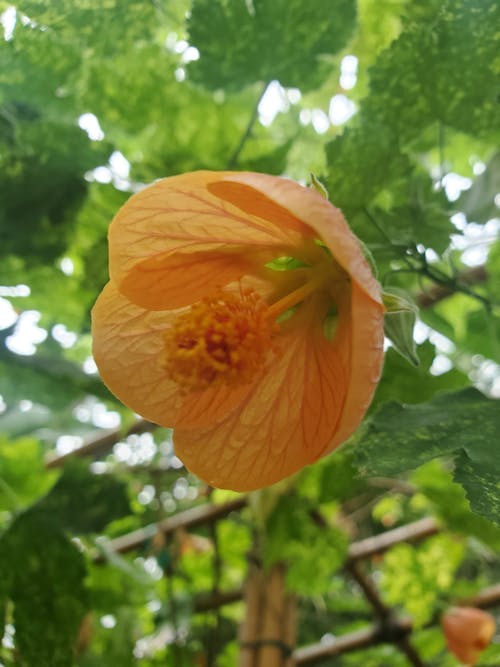 橘色的花, 溫室, 美麗的大自然 的 免費圖庫相片
