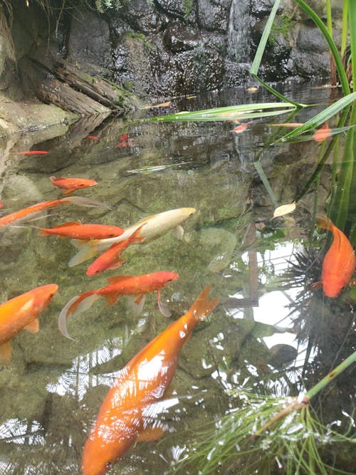 Immagine gratuita di arancia, pesce che nuota, riflesso