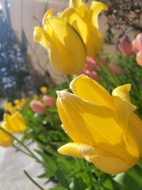 Immagine gratuita di fiori gialli, fiori primaverili, vista ravvicinata