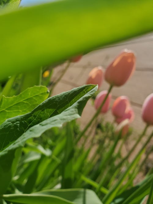 Immagine gratuita di molla, tulipani rosa, vista ravvicinata