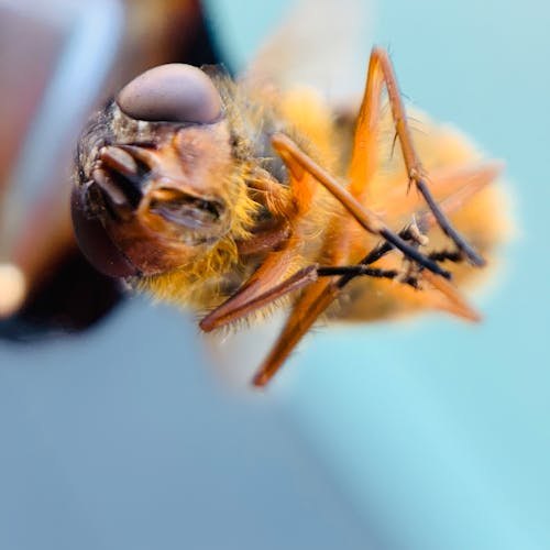 Foto d'estoc gratuïta de abella, animal