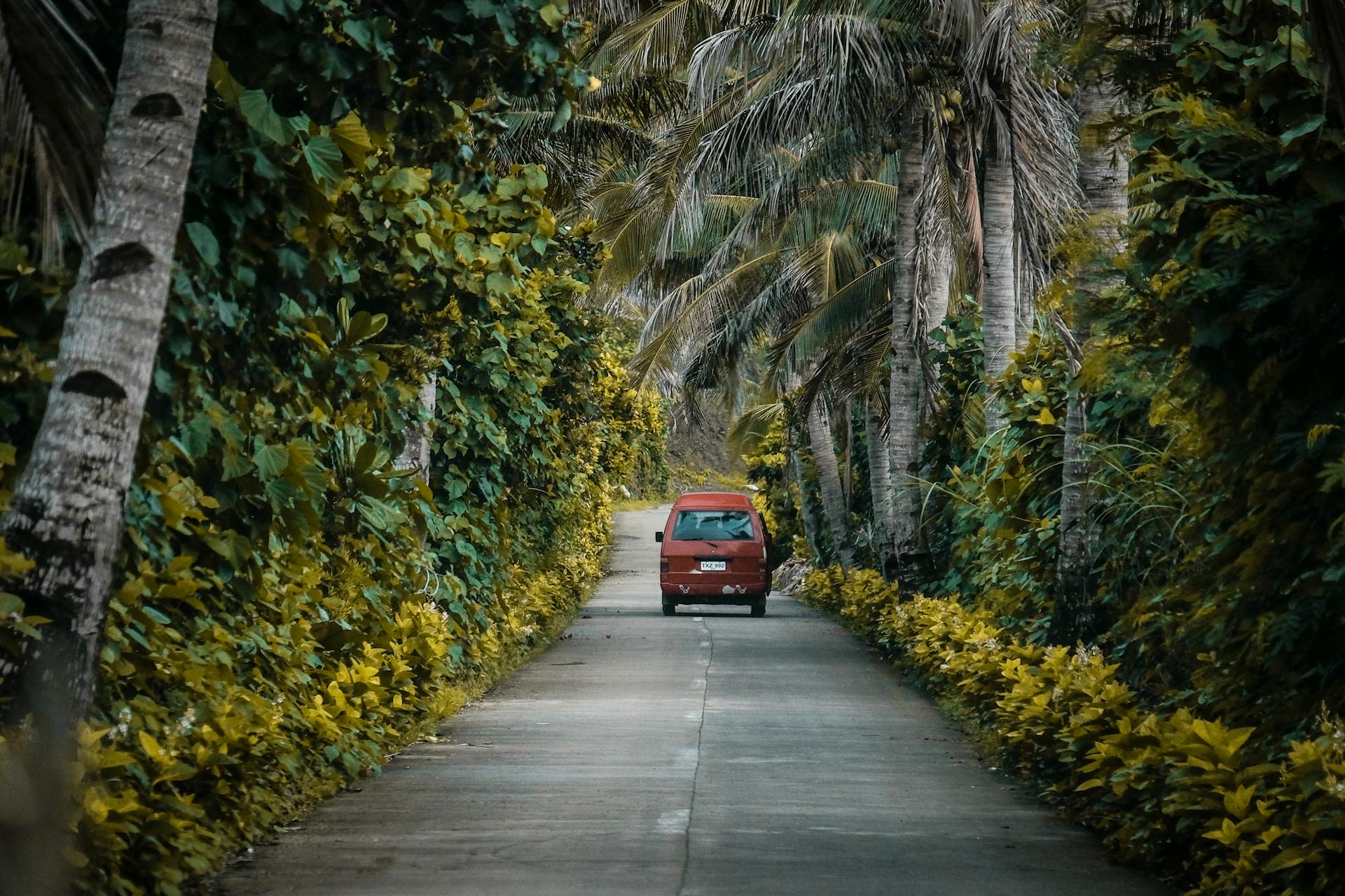 Photo of Road Surrounded By Trees