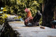 一只家鸡安静地坐在绿树成荫的石墙上