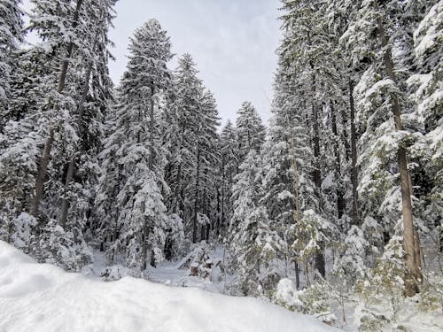 雪覆蓋的松樹攝影