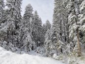 保加利亚博列茨的森林宁静而白雪皑皑，高大的松树被积雪覆盖