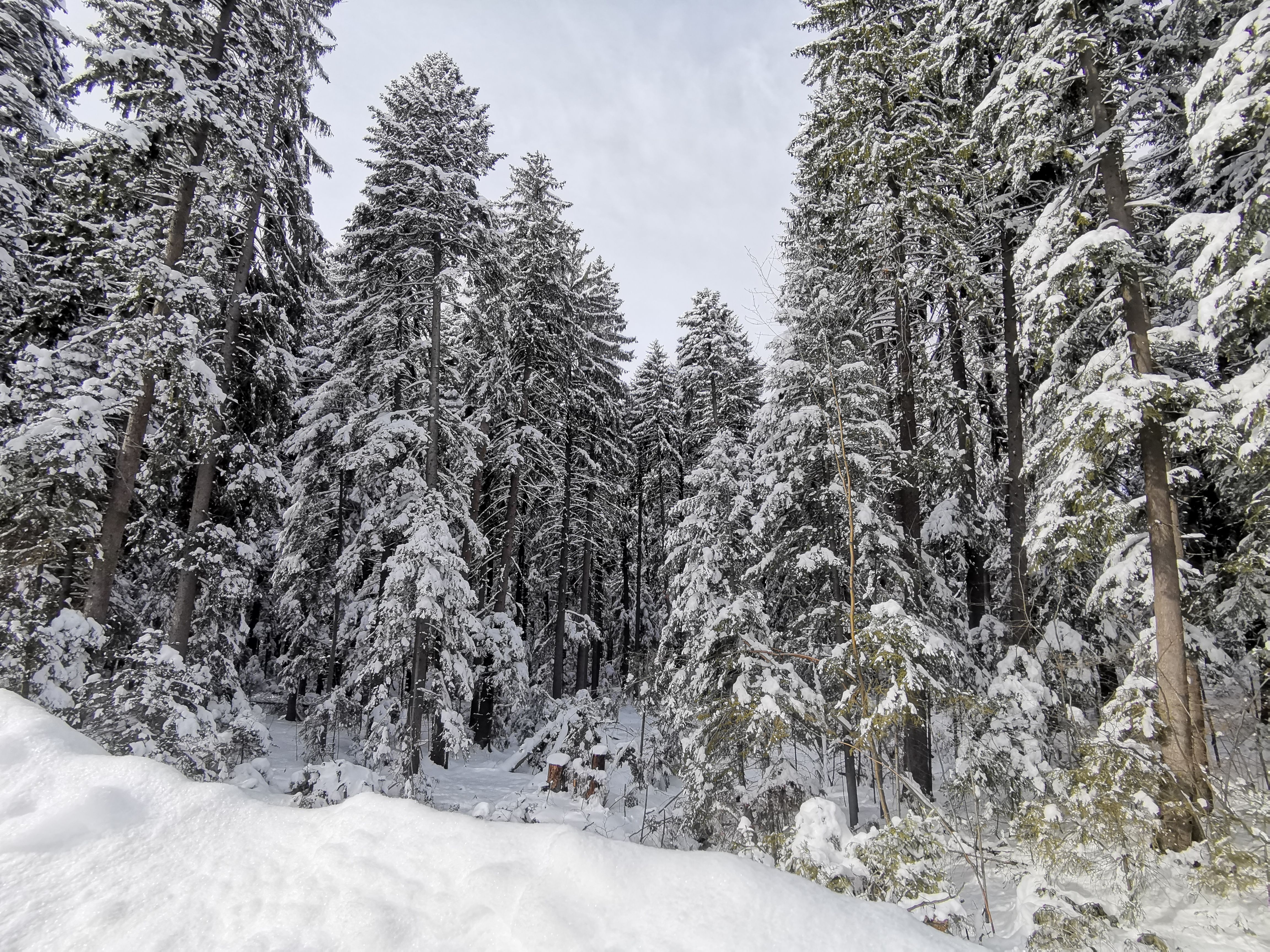 Photography Of Snow Covered Pine Trees · Free Stock Photo