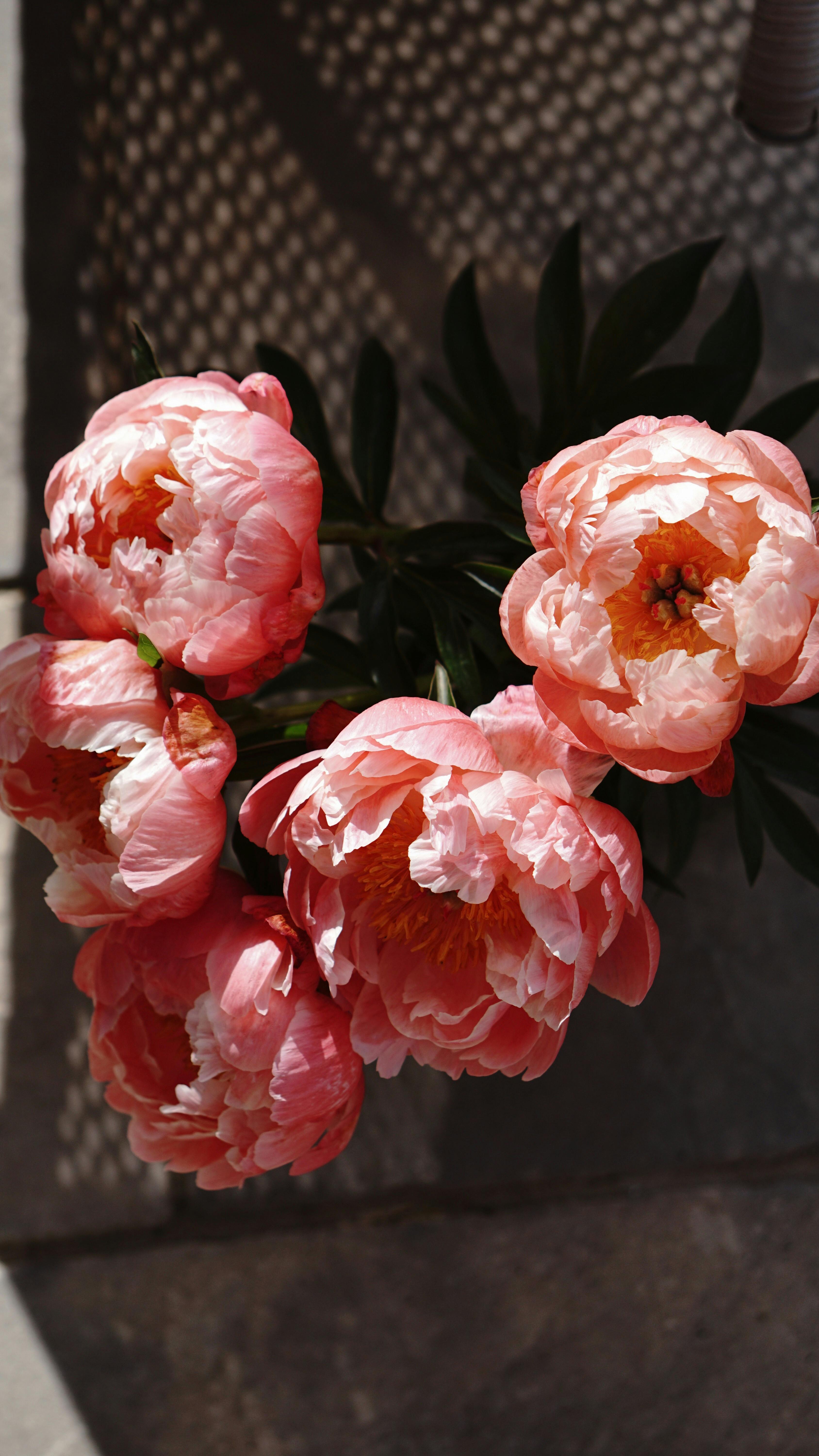 500.000+ ảnh đẹp nhất về Hoa Mẫu Đơn · Tải xuống miễn phí 100 ...