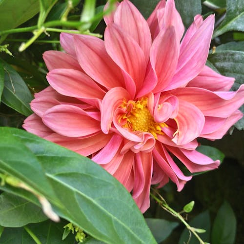Free stock photo of beautiful flowers, florals, pinklargeflower Stock Photo
