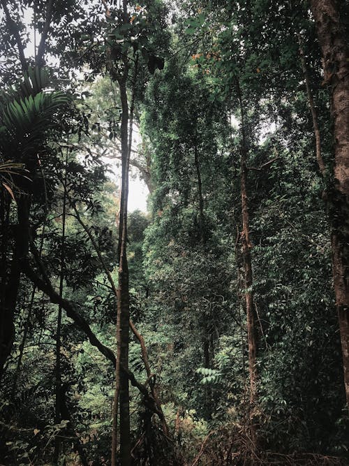 Gratis Pemandangan Hutan Pohon Hijau Foto Stok