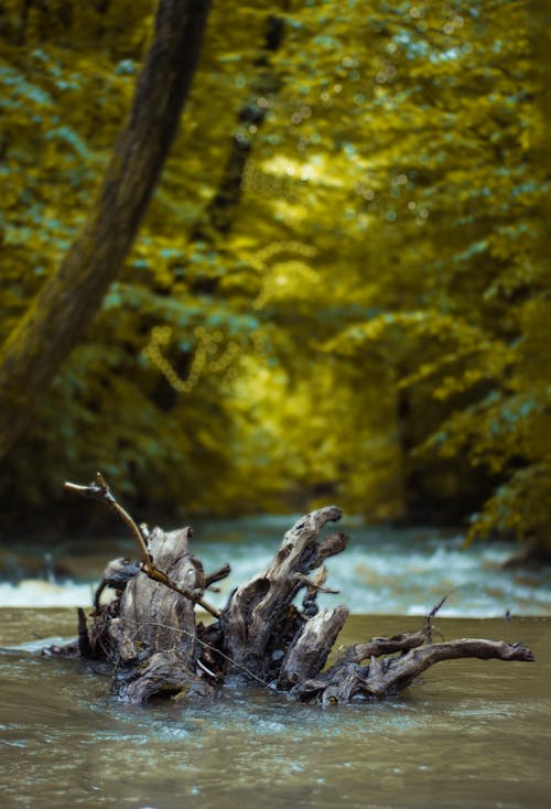 Tree Trunk On A River