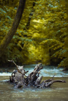 在乌克兰乌日霍罗德，一条宁静的溪流穿过郁郁葱葱的森林，展现了大自然的宁静