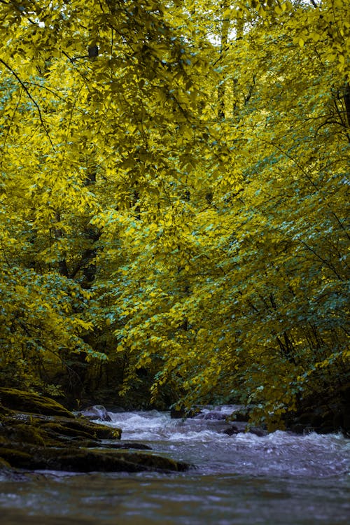 Free Photo of River Surrounded By Trees Stock Photo