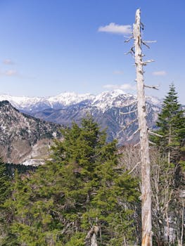 蔚蓝的天空下，白雪皑皑的山脉前，有一棵引人注目的光秃秃的树