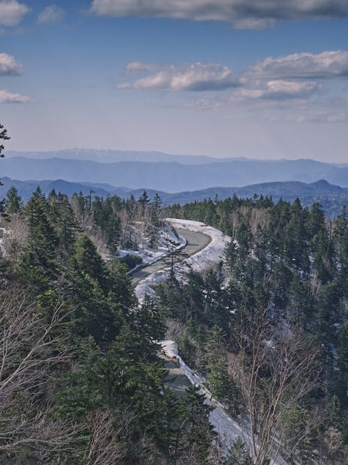 Imagine de stoc gratuită din arbori, de deasupra, fotografie din aer