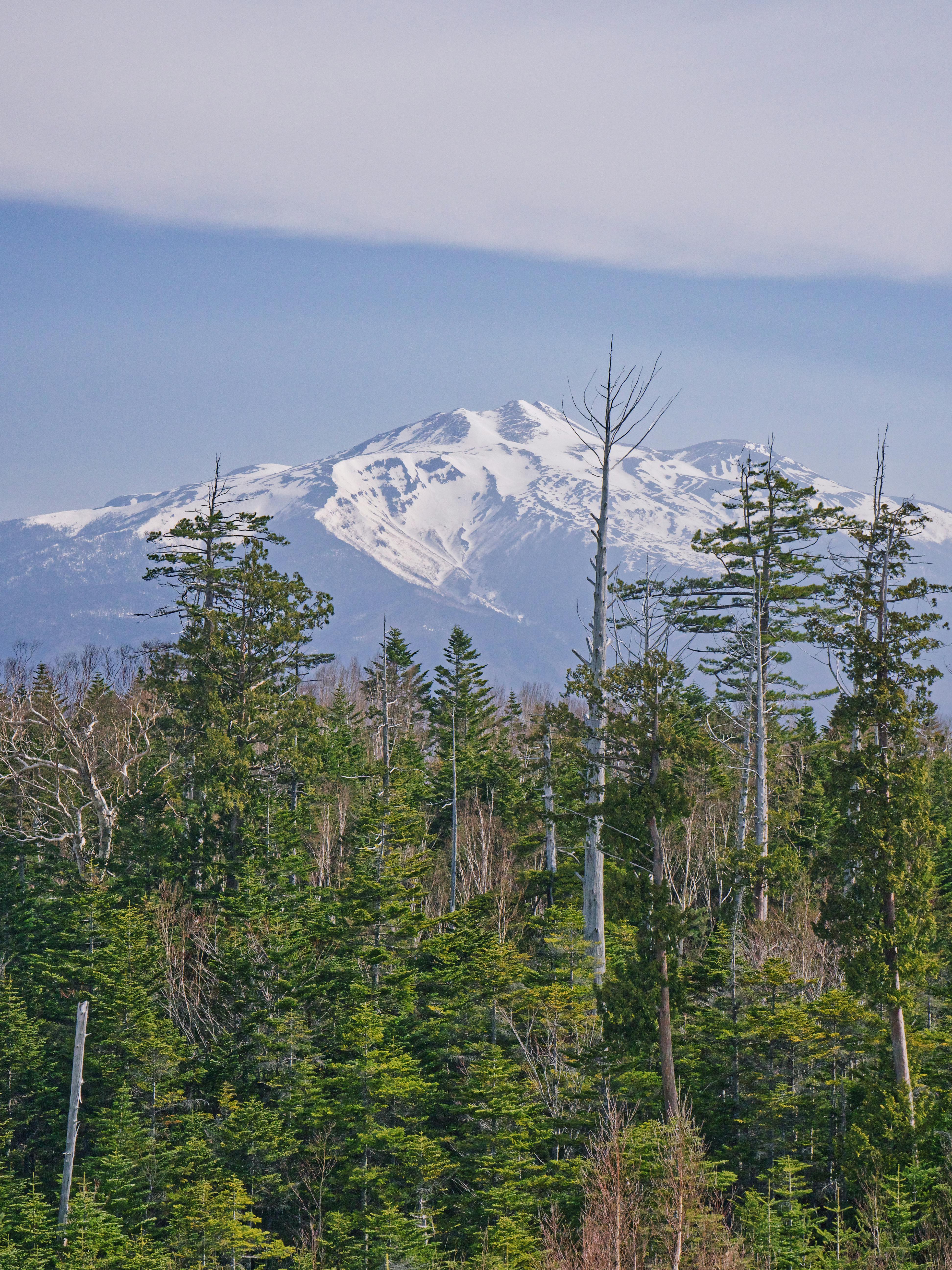 雪山风景在冬季茂密的森林后面