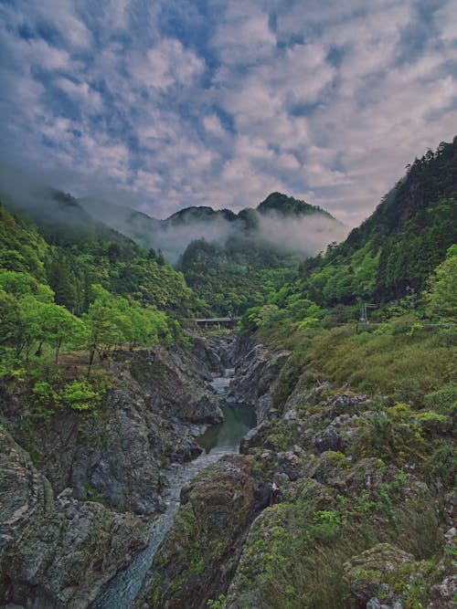 Photo De Gorge Entourée D'arbres