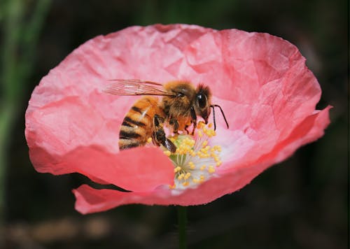 Free Close-Up Photo of Bumblebee on Flower Stock Photo