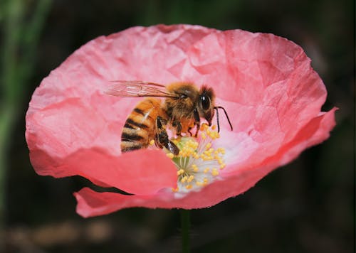 ảnh Cận Cảnh Về Bumblebee On Flower