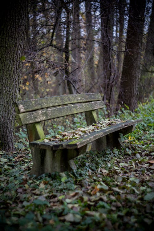 Brown Wooden Bench Surrounded by Trees