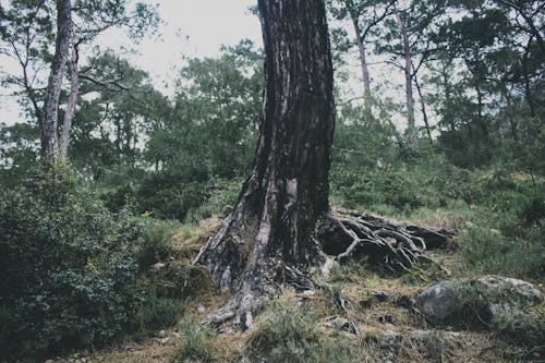 Fotos de stock gratuitas de al aire libre, angulo alto, árbol