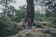 Tree trunk growing in forest near green plants