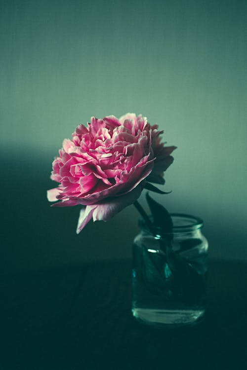 透明玻璃罐中的粉紅花園玫瑰