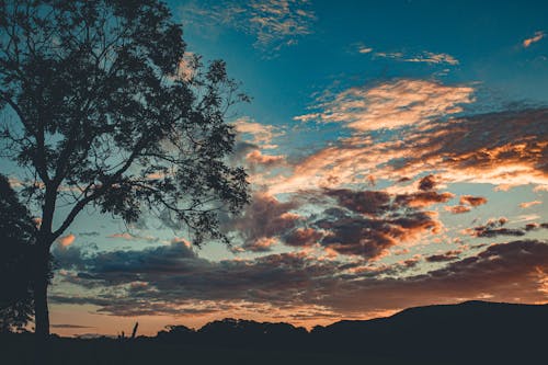 Foto d'estoc gratuïta de alba, arbre, capvespre