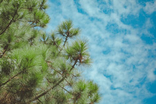 曇り空の下でローアングル写真松の木