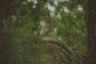 两只麻雀停在森林中长满地衣的树枝上