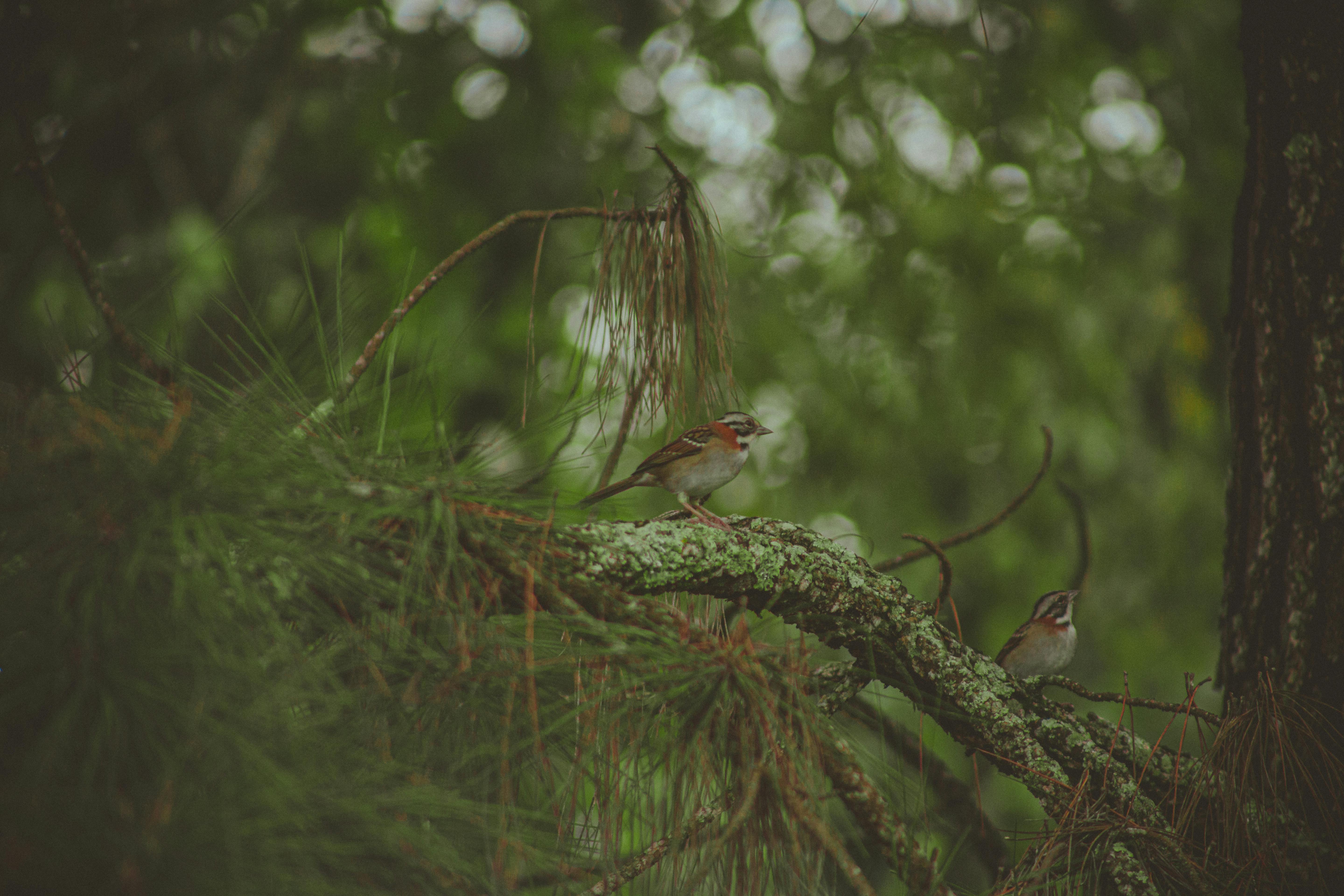 Birds Perching On Tree Branch · Free Stock Photo