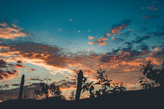 A stunning silhouette of foliage against a vibrant sunset sky.