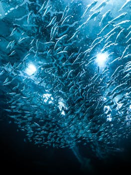 巴西海洋中，一群沙丁鱼在水下游泳的景色十分迷人
