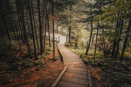 Photo of Wooden Stairs in Forest