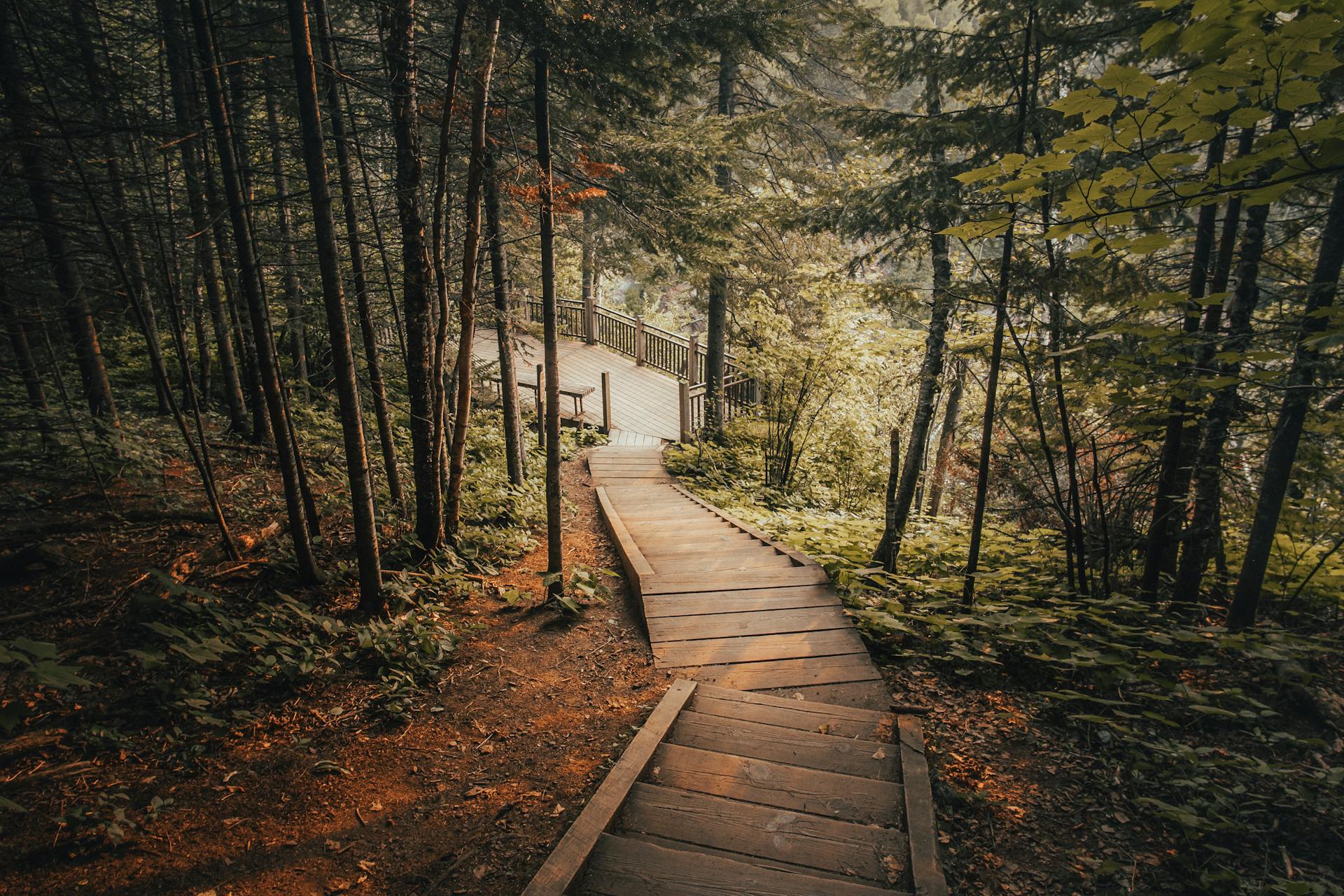 A wooden staircase leads through a lush green forest, inviting exploration and tranquility.