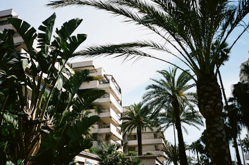 Green Palm Tree Near White Concrete Building