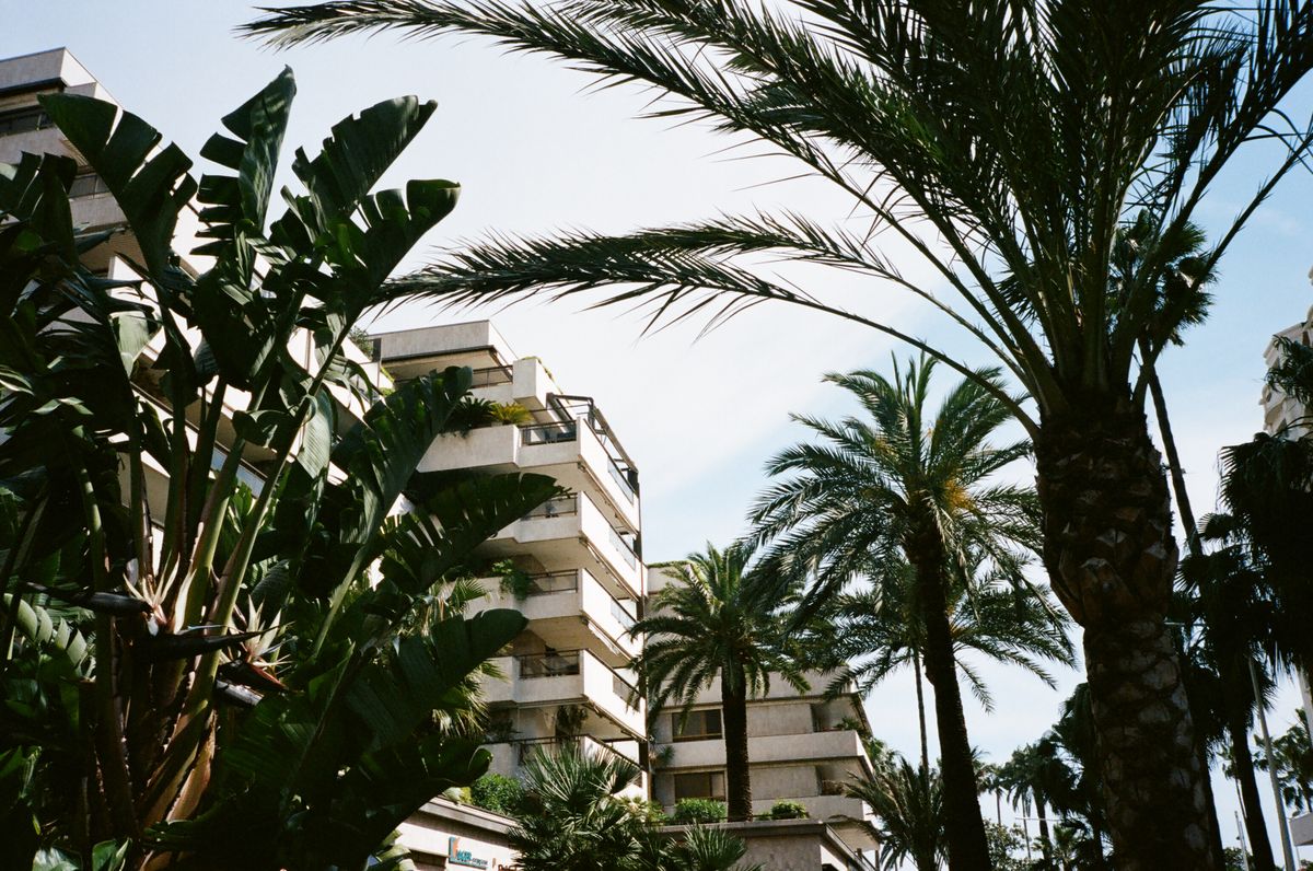 Palm avenues and lawns across grounds kept by Oakenroot