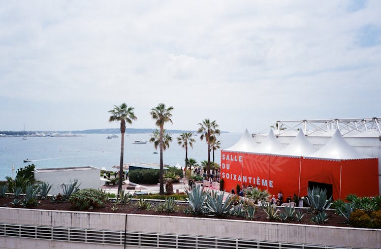 Building And Palm Trees At The Bay During Day