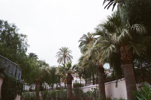 Foto d'estoc gratuïta de a l'aire lliure, arbres, cel