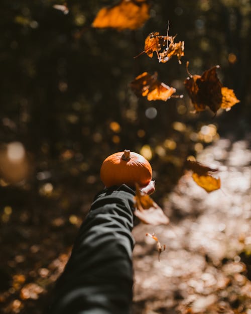 Photo of Person Holding a Pumpkin