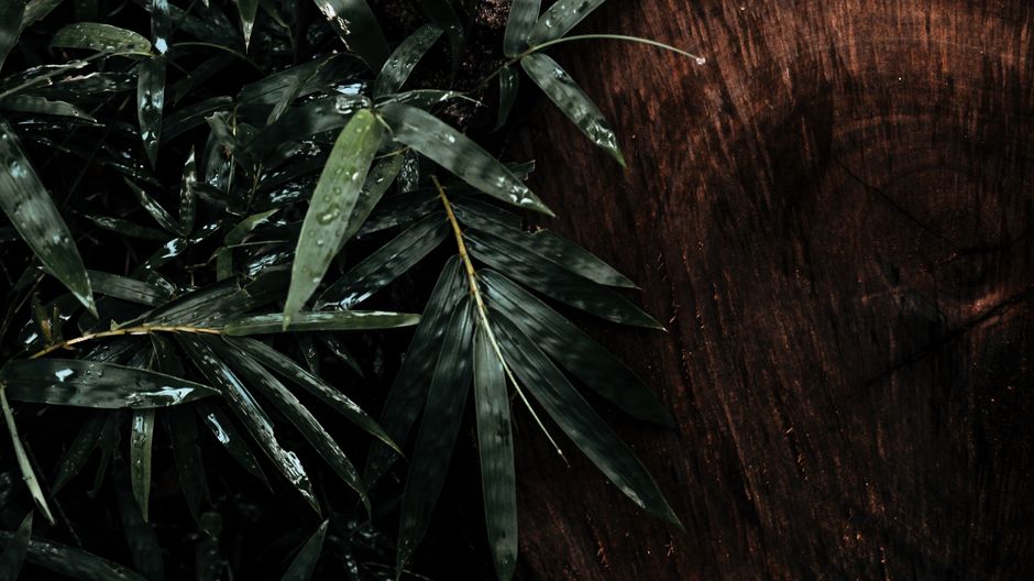 Detailed close-up of wet green bamboo leaves with a dark wood background, capturing the essence of a rain-soaked jungle.