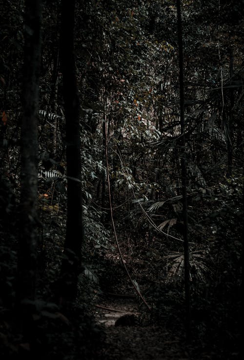 Základová fotografie zdarma na téma děsivý, dešťový prales, dřevo