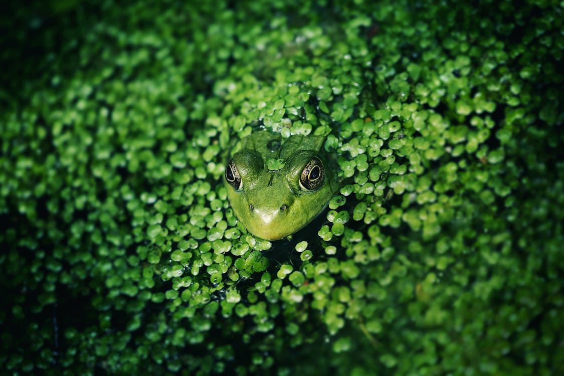Green  frog