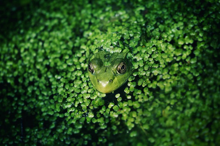 Green  Frog