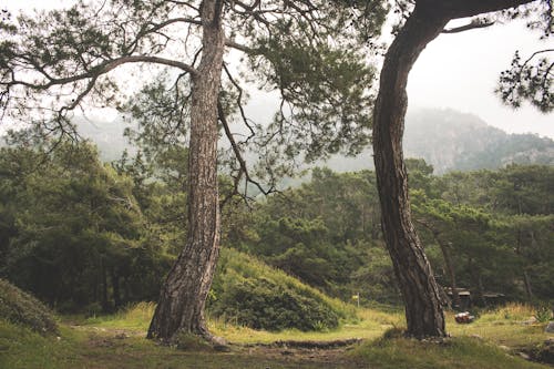 Green Tree and Grass Field