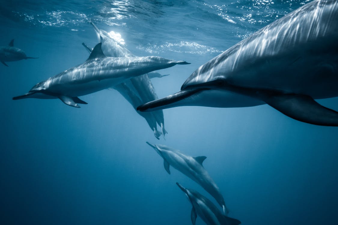 Free Photo of Pod of Dolphins Stock Photo