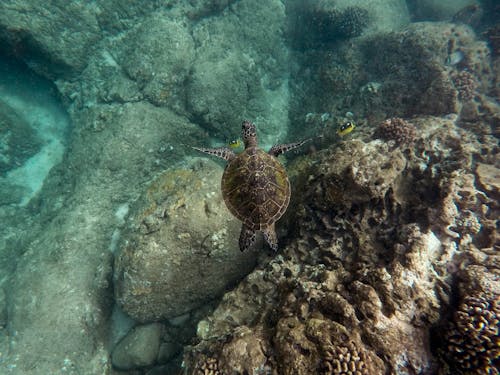 Free Black sea turtle swimming near a shallow coral reef Stock Photo