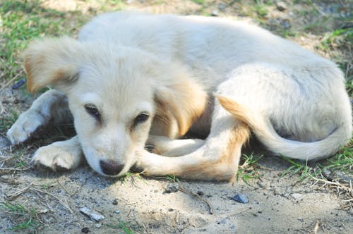 Kostnadsfri bild av afrika, djur, herrelös hund