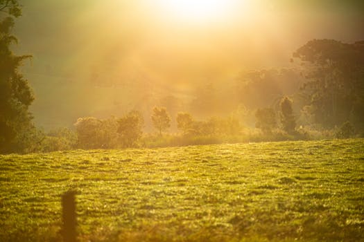 朦胧的乡村景观中，郁郁葱葱的绿色与薄雾间，日出显得格外迷人